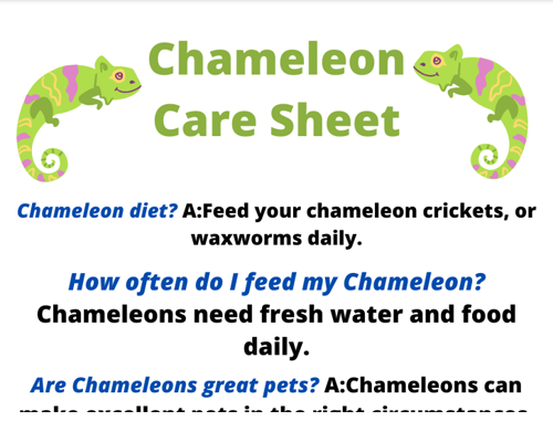 Chameleon care sheet